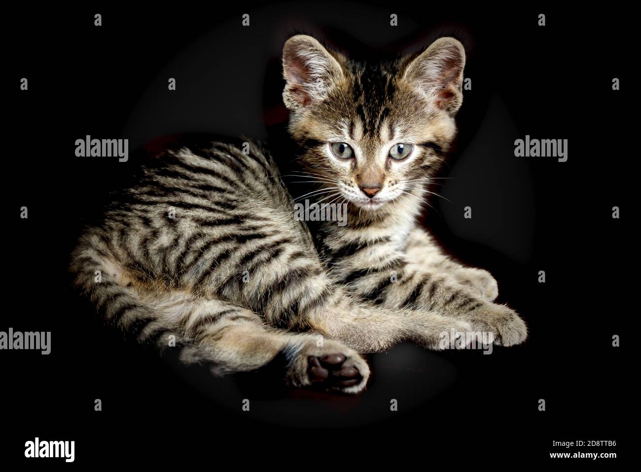 Cute Small Toyger Kitten With Tiger Stripes In A Dark Studio Closeup Stock Photo Alamy