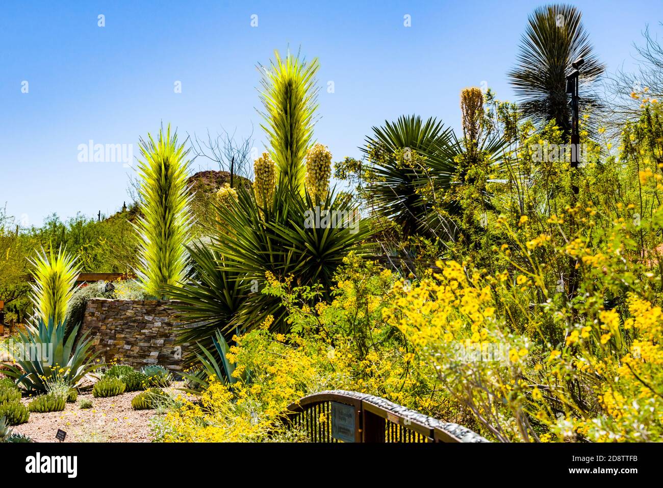 Desert Botanical Garden, Desert Towers Stock Photo