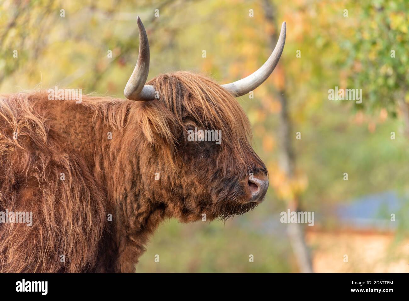 Highland cattle in a pasture in autumn in France Stock Photo - Alamy