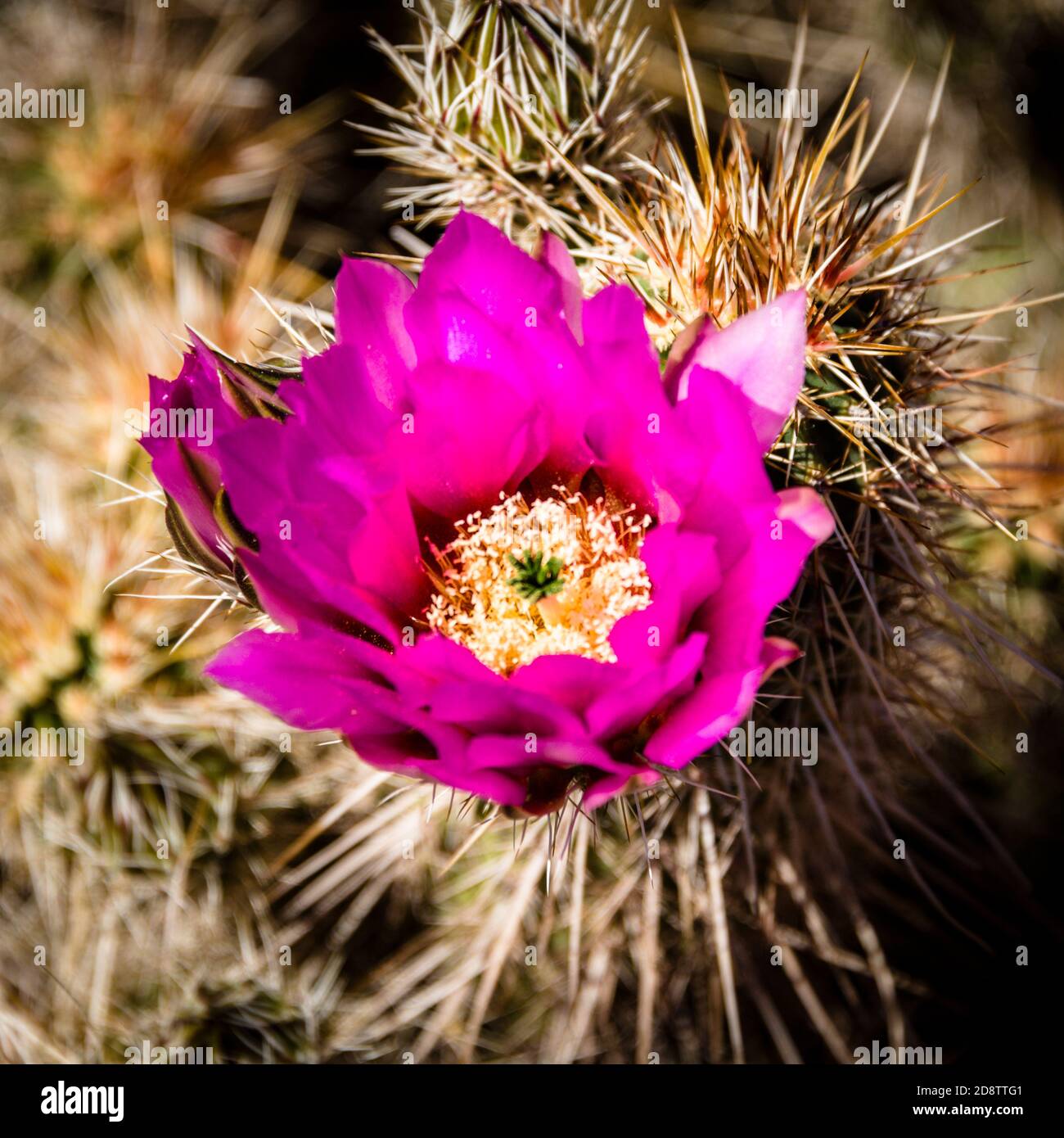 Desert Botanical Garden, Cactus Flowers Stock Photo
