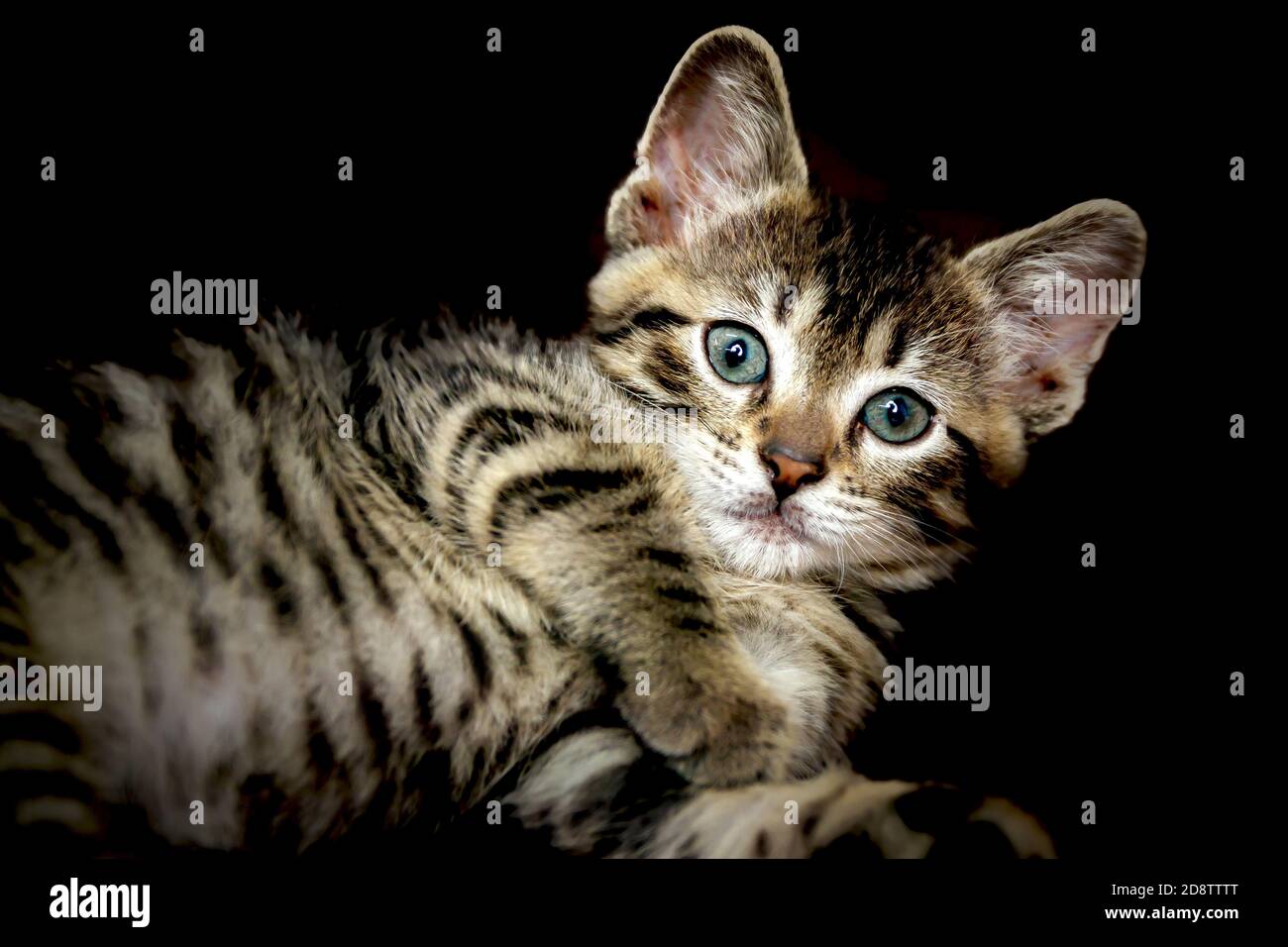 Cute Small Toyger Kitten With Tiger Stripes In A Dark Studio Closeup Stock Photo Alamy