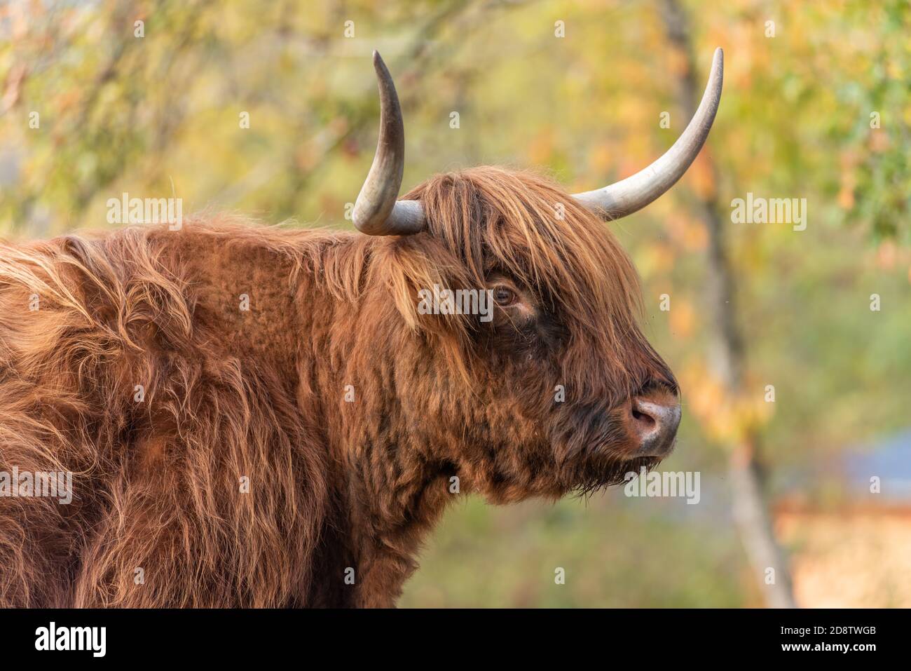 Highland cattle in a pasture in autumn in France Stock Photo - Alamy