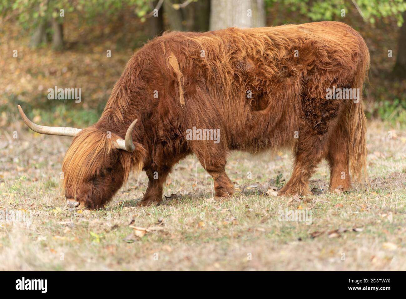 Highland cattle in a pasture in autumn in France Stock Photo - Alamy