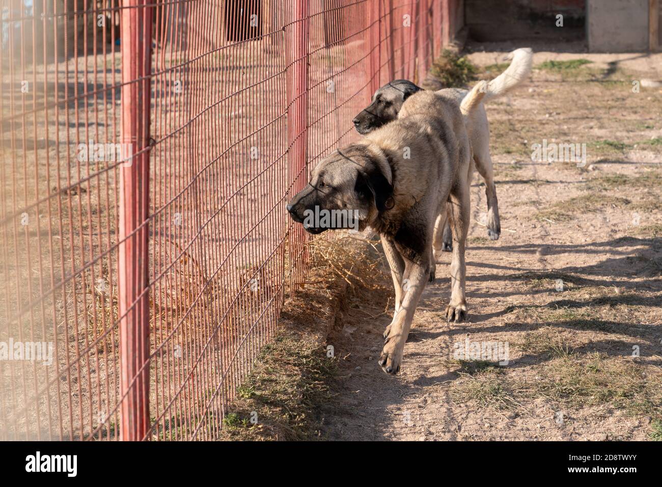 Two beautiful anatolian shepherd dogs (sivas kangal kopek/kopegi) pace, walks behind cage in a dog farm im Kangal city, Sivas Turkey. Stock Photo