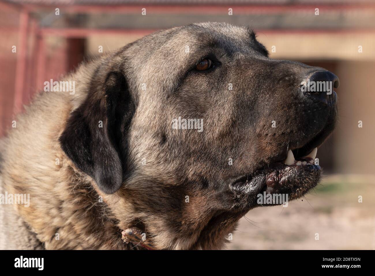 Dog muzzle city hot sale farmers