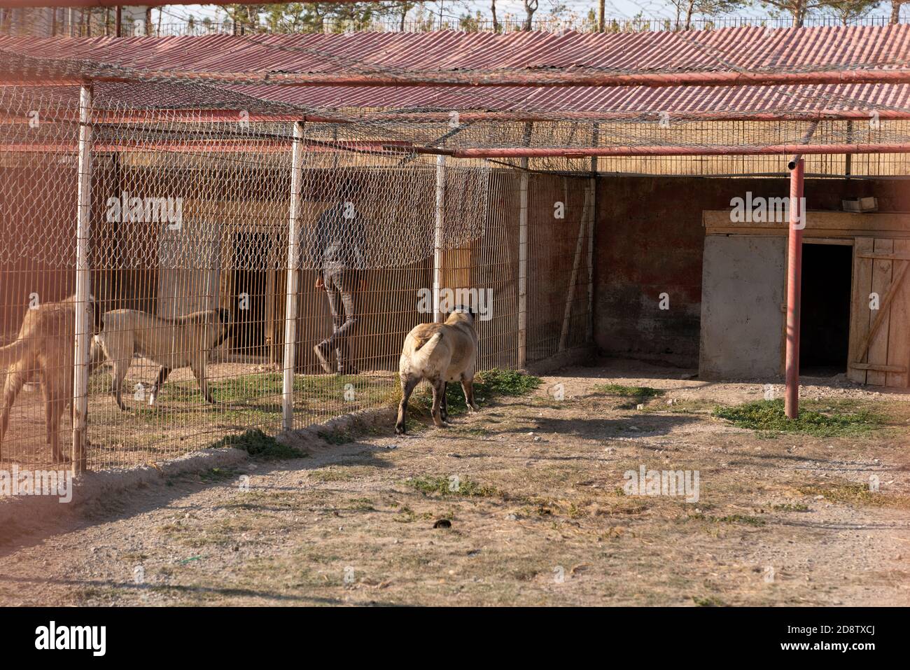 Beautiful anatolian shepherd dogs (sivas kangal kopek/kopegi) and their caretaker are behind cage in a dog farm in Kangal city, Sivas Turkey. Stock Photo