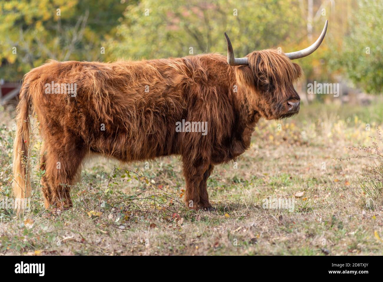 Highland cattle in a pasture in autumn in France Stock Photo - Alamy