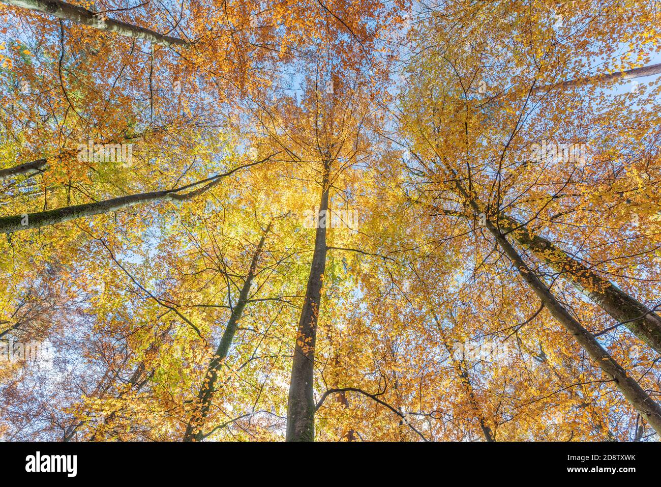 Beech forest with yellow leaves in autumn in France Stock Photo - Alamy