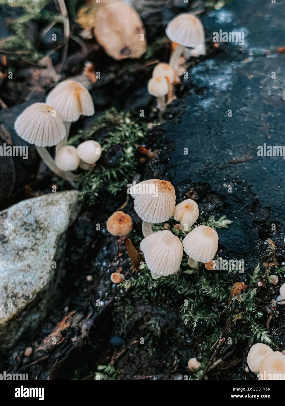 Vertical closeup shot of small fungi growing on a forest floor Stock ...