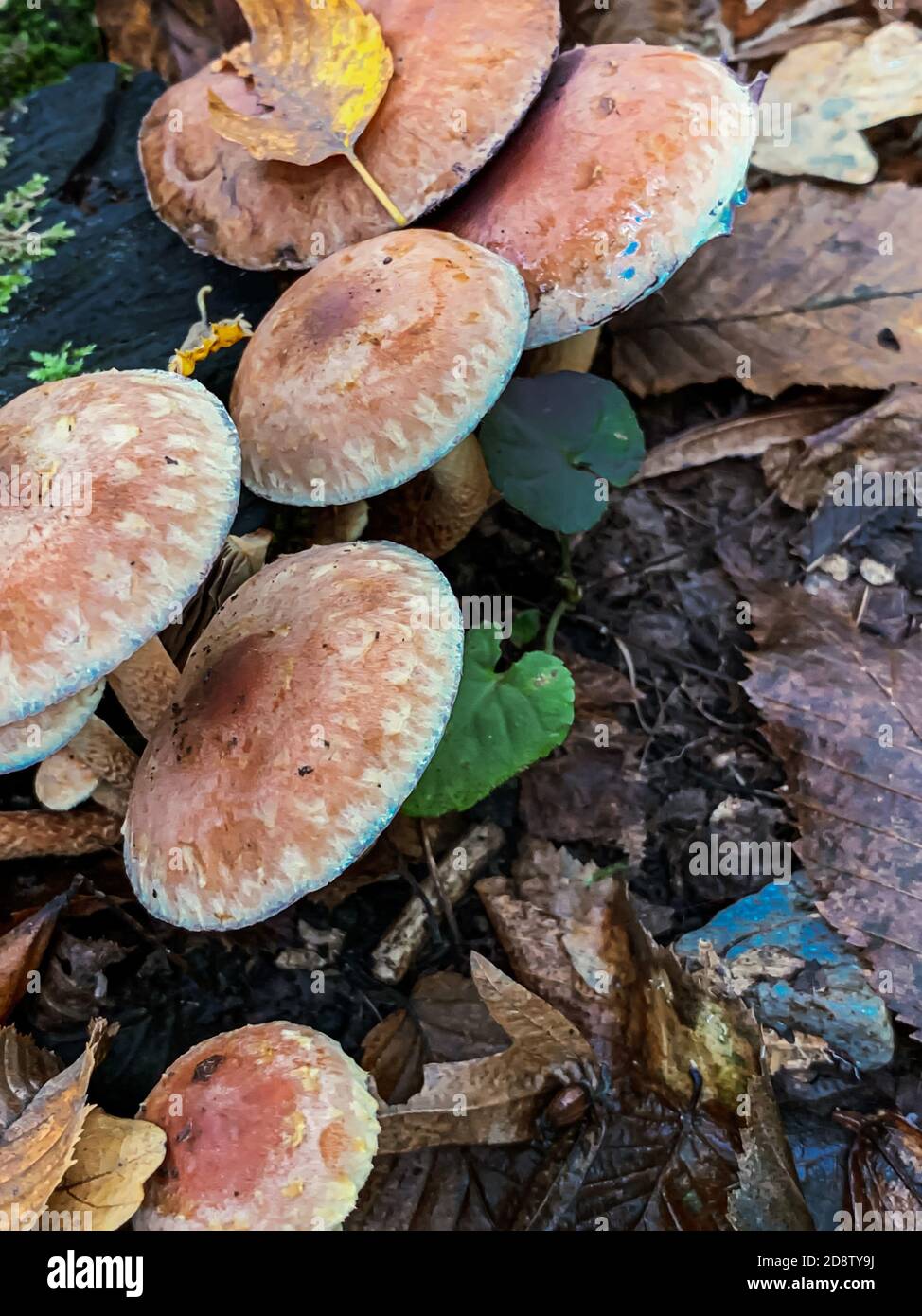 Vertical closeup shot of flat fungi on the forest floor Stock Photo - Alamy