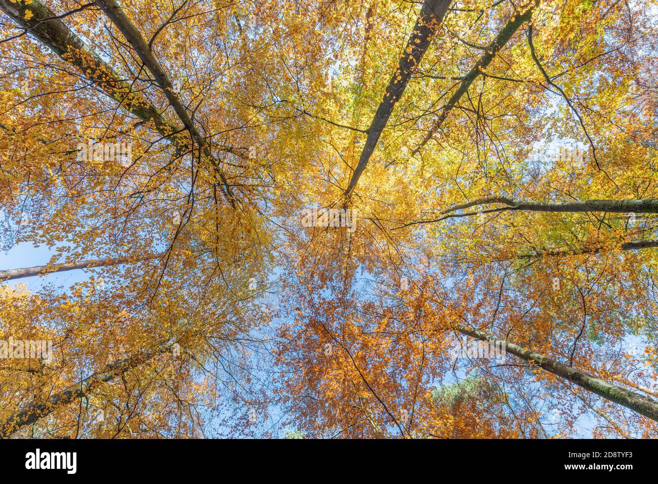 Beech forest with yellow leaves in autumn in France Stock Photo - Alamy