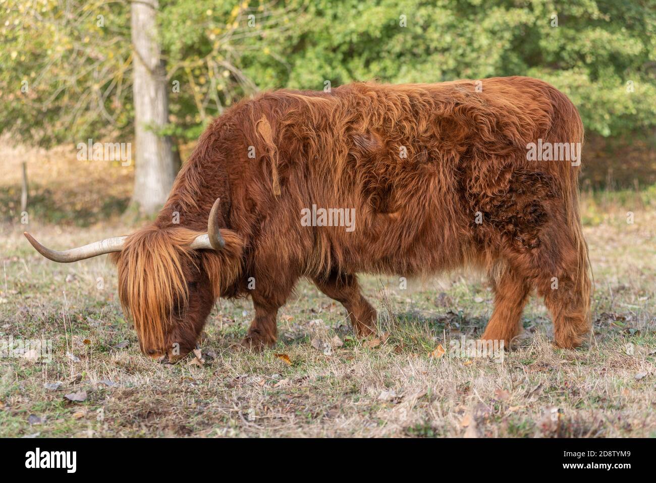 Highland cattle in a pasture in autumn in France Stock Photo - Alamy