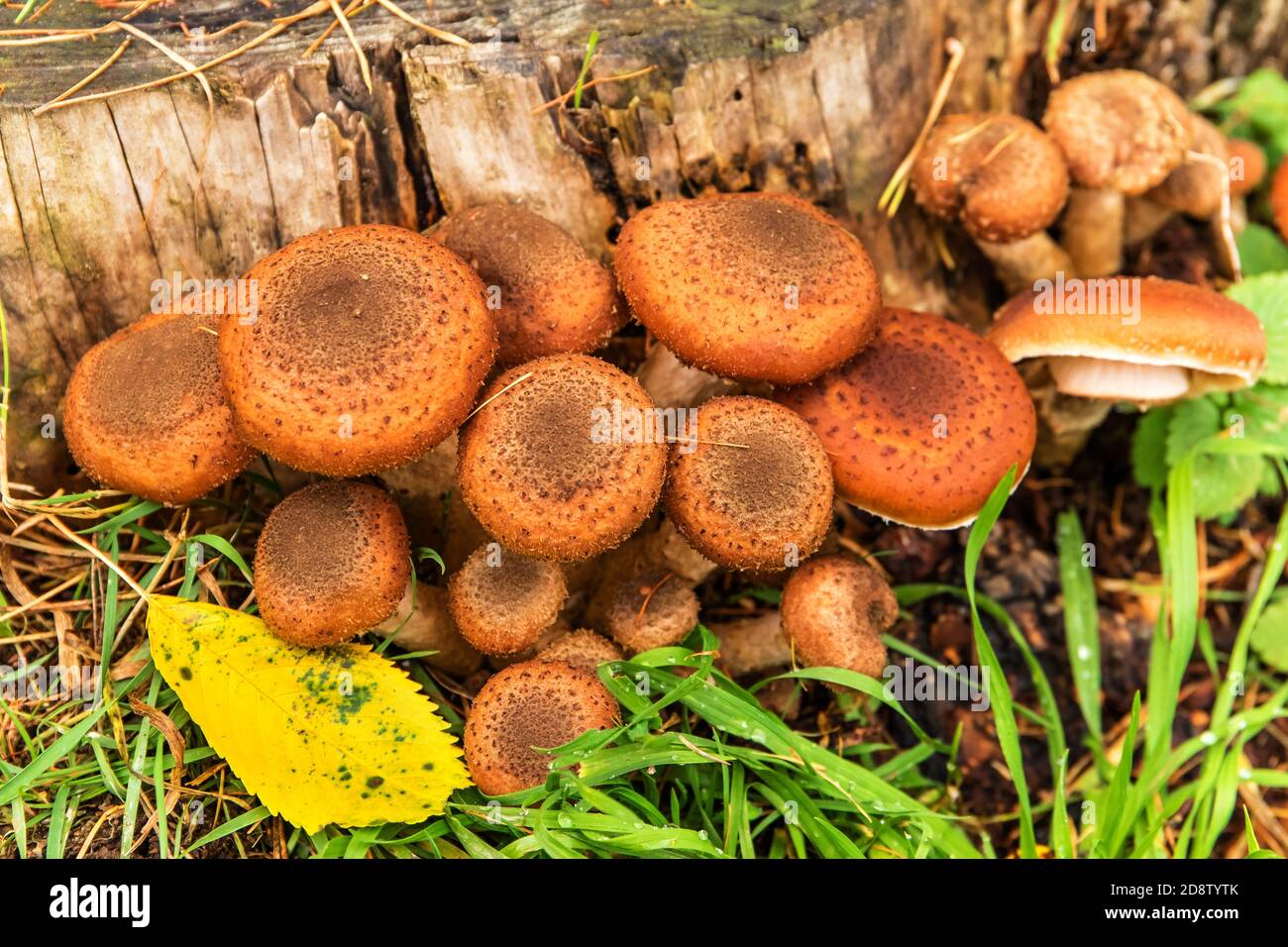 Edible forest mushroom - Armillaria mellea commonly known as honey fungus. Mushroom picking. A basidiomycete fungus in the genus Armillaria (close-up) Stock Photo