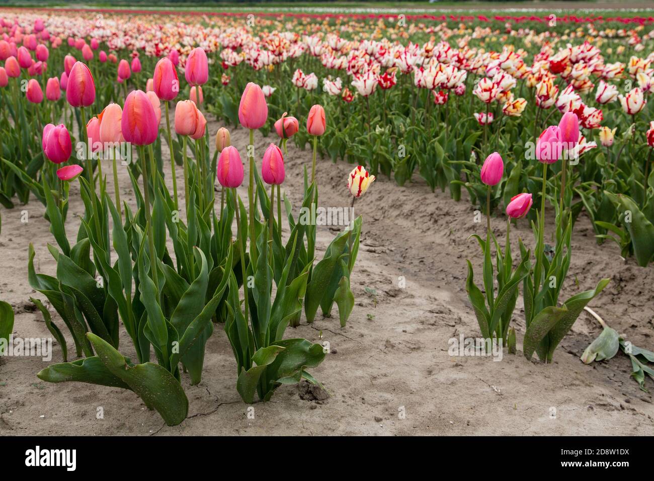 Colorful field of tulips in the Netherlands Stock Photo - Alamy
