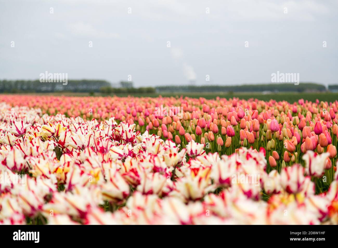 Colorful field of tulips in the Netherlands Stock Photo - Alamy