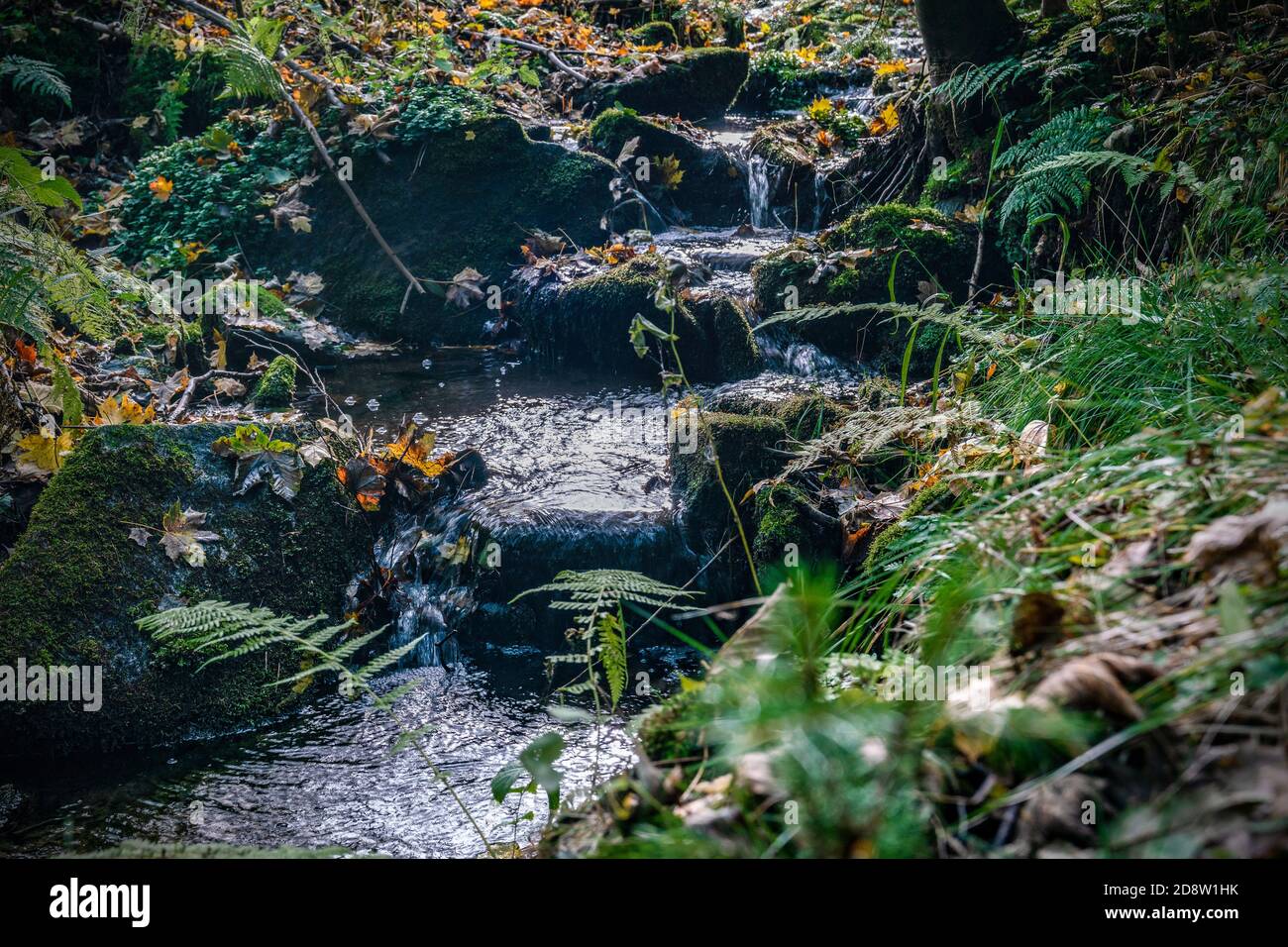 A little creek running vividly in an autumn forest in Frohnau, Saxony, Germany Stock Photo