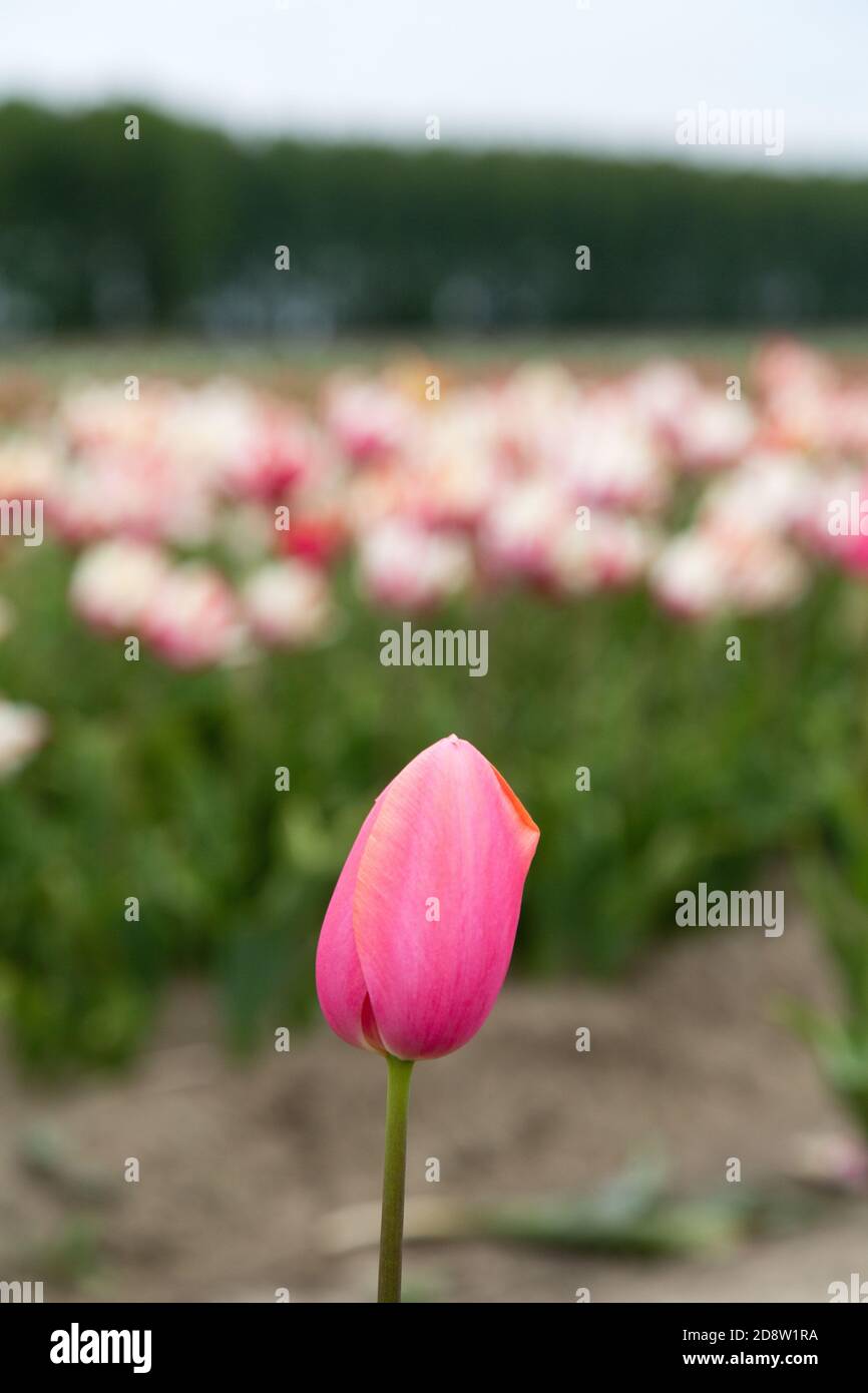 Colorful field of tulips in the Netherlands Stock Photo - Alamy