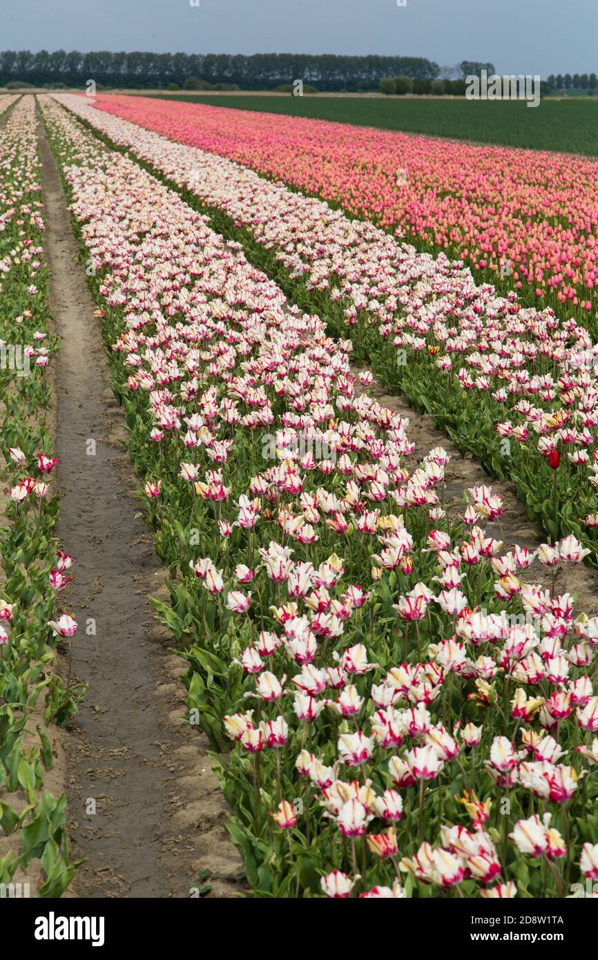 Colorful field of tulips in the Netherlands Stock Photo - Alamy