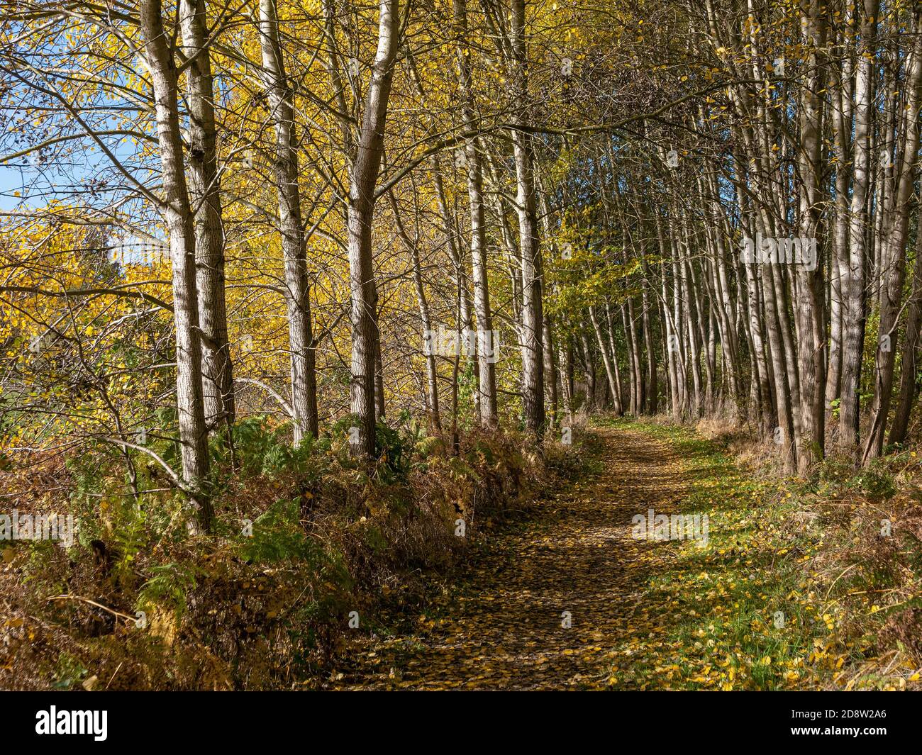 Wanderweg im Naturschutzgebiet Höltigbaum, Hamburg Stock Photo - Alamy