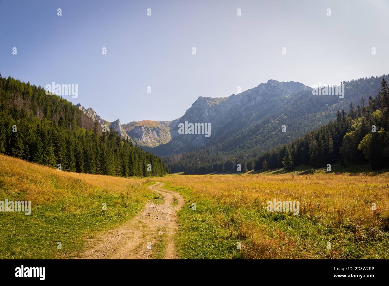 Mountain glade Wielka Polana Malolacka with pine trees and spruces in autumn, with rocky Tatra Mountains in the background, Poland. Stock Photo