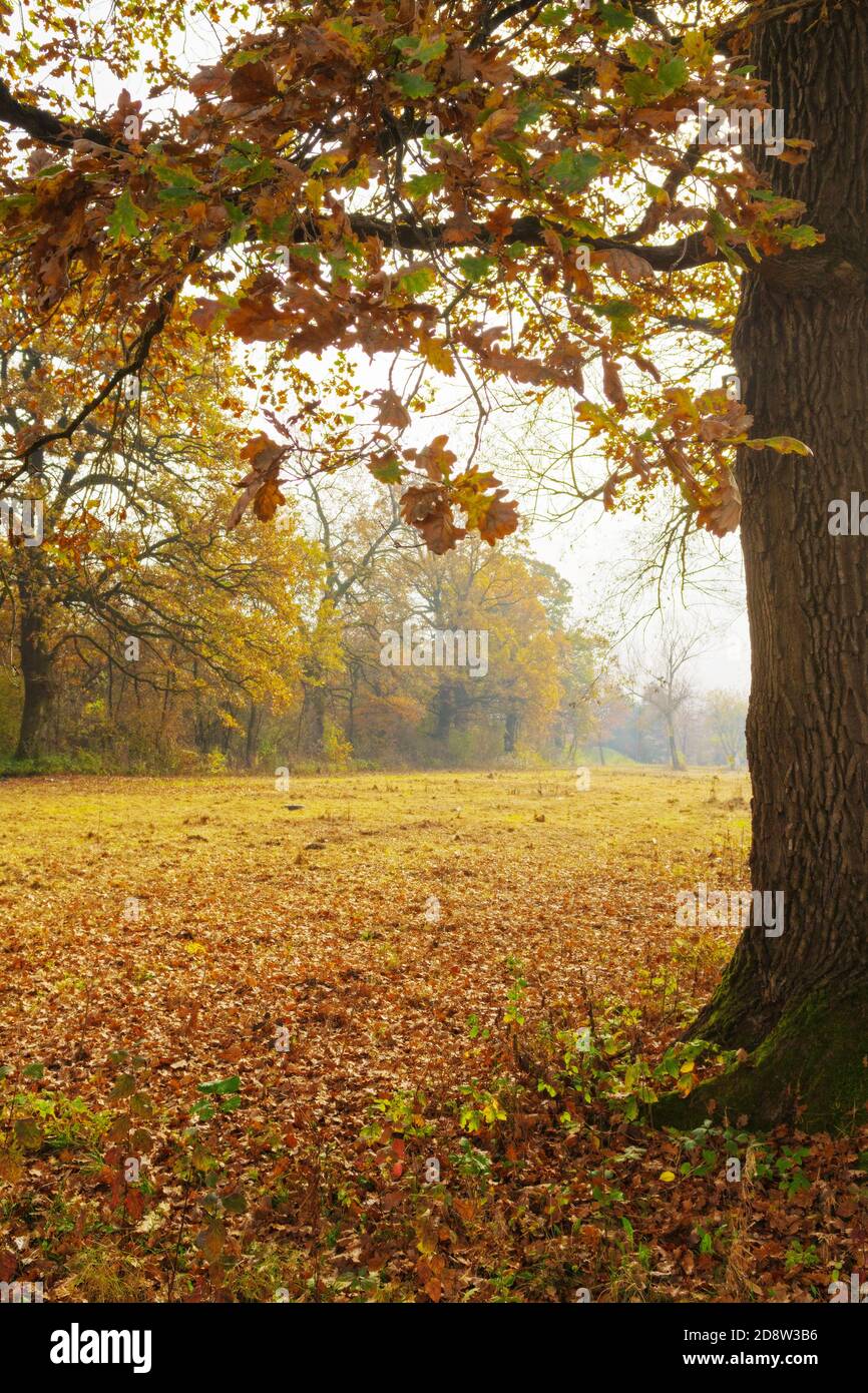 View of beautiful and picturesque scenery from under the oak tree in vivid colors of autumn Stock Photo