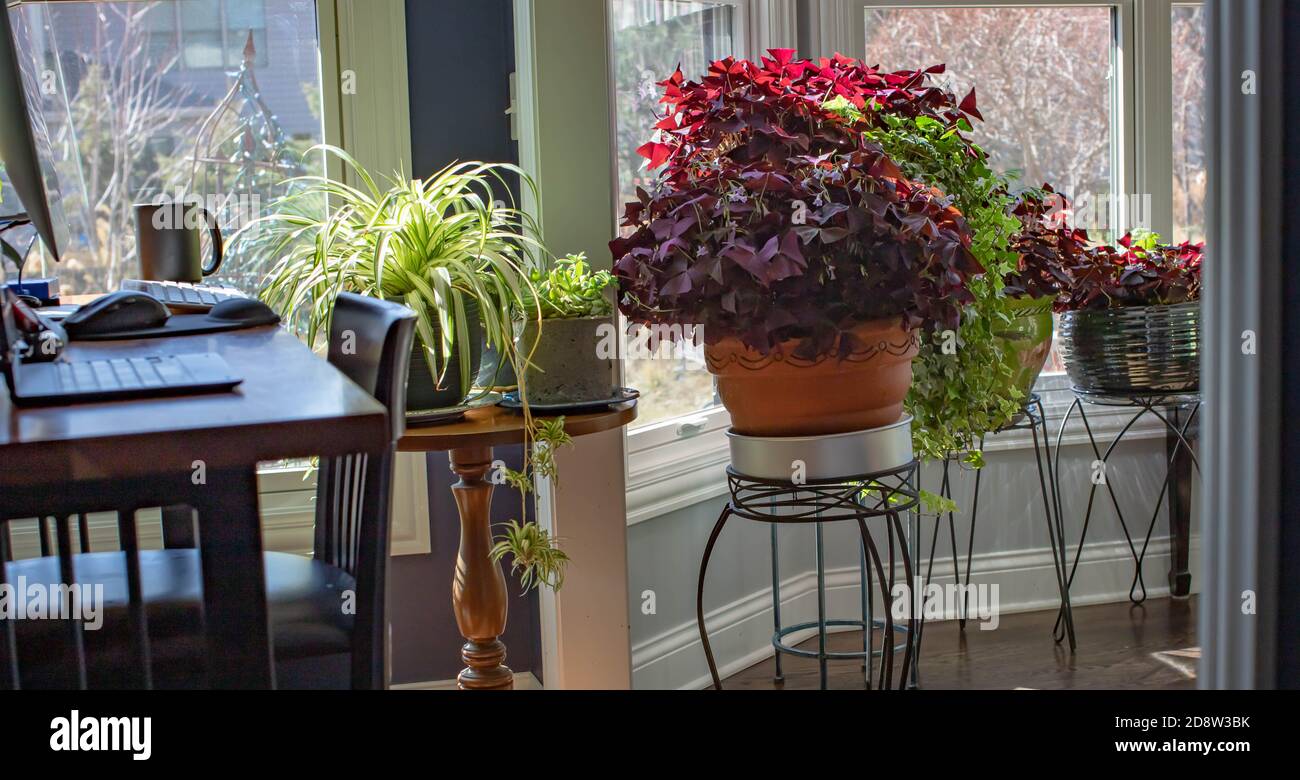 Purple photophilic shamrocks, oxalis triangularis in terracotta pots blooming with lavender flowers, both long lived indoor and outdoor plants. Stock Photo