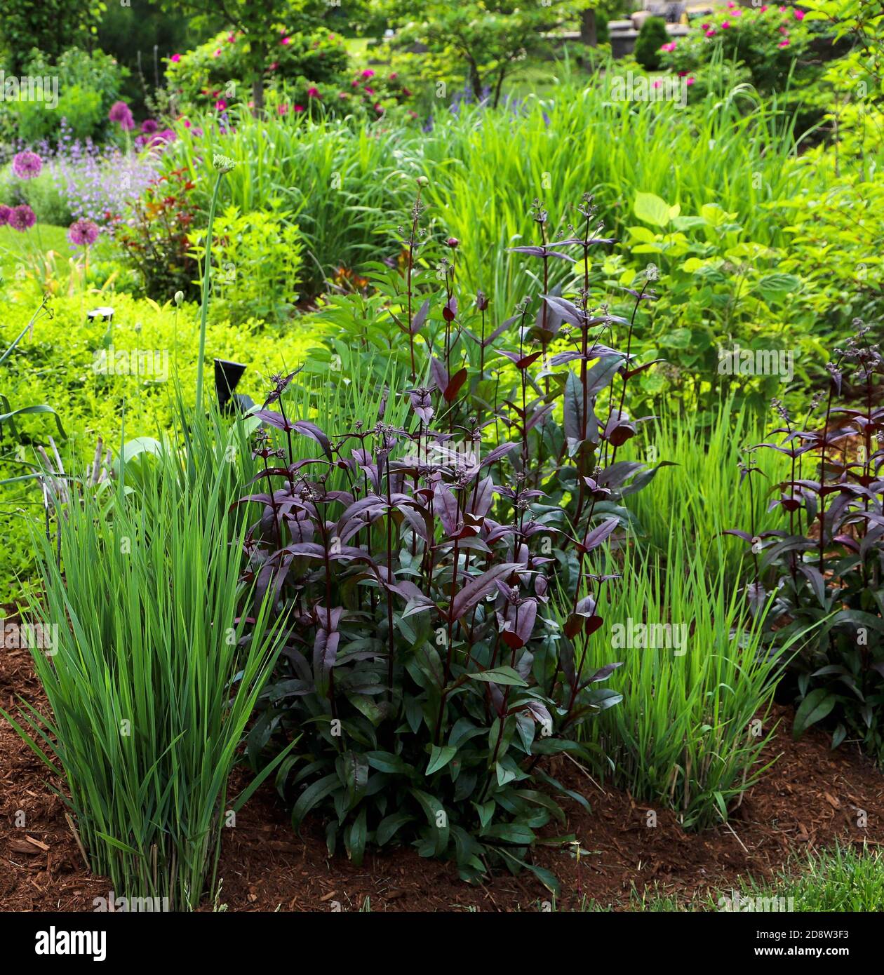 Purple Beardtongue is the focal point of this spring garden in the midwest, surrounded by northwind ornamental grasses, purple allium, red shrub. Stock Photo