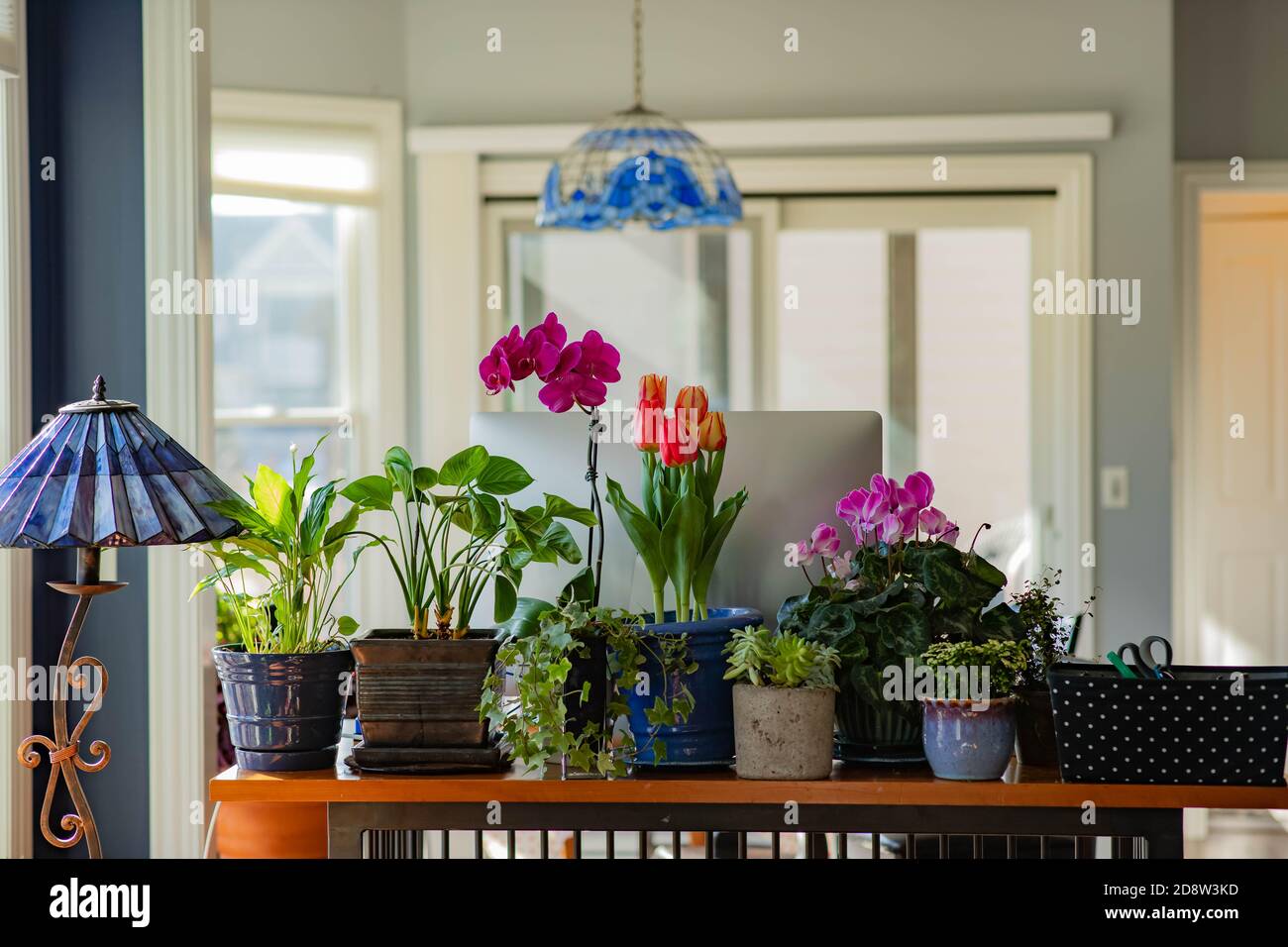Beautiful plants, including ivy and orchids promote a healthy work environment for telecommuter and decreases carbon footprint. Stock Photo