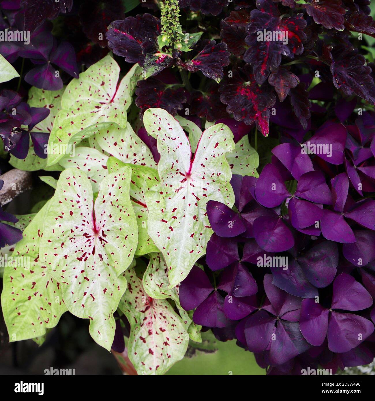 Photophilic plant hires stock photography and images Alamy