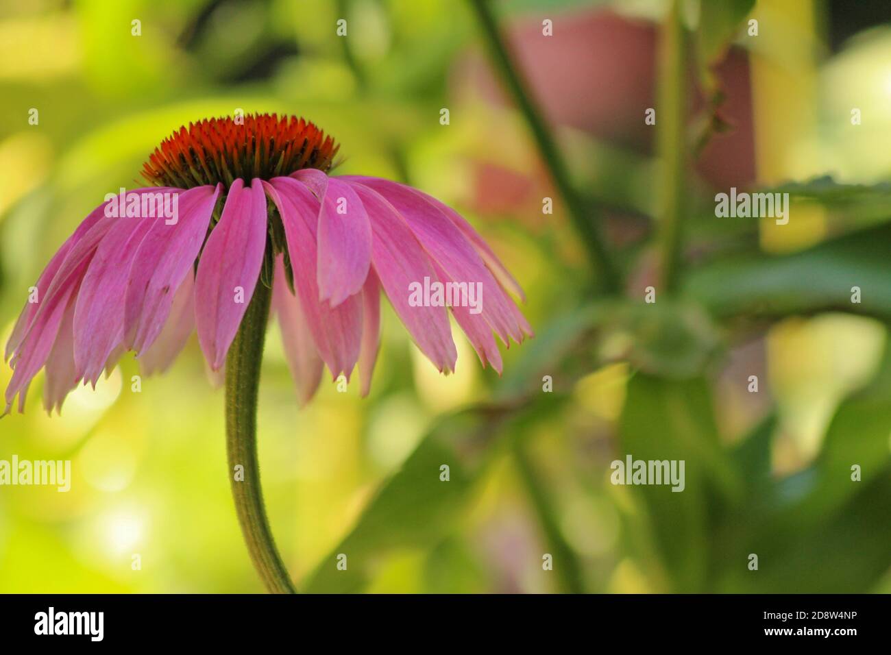 Vibrant pink coneflower, echinacea purpurea, backlit by late afternoon     sun Stock Photo