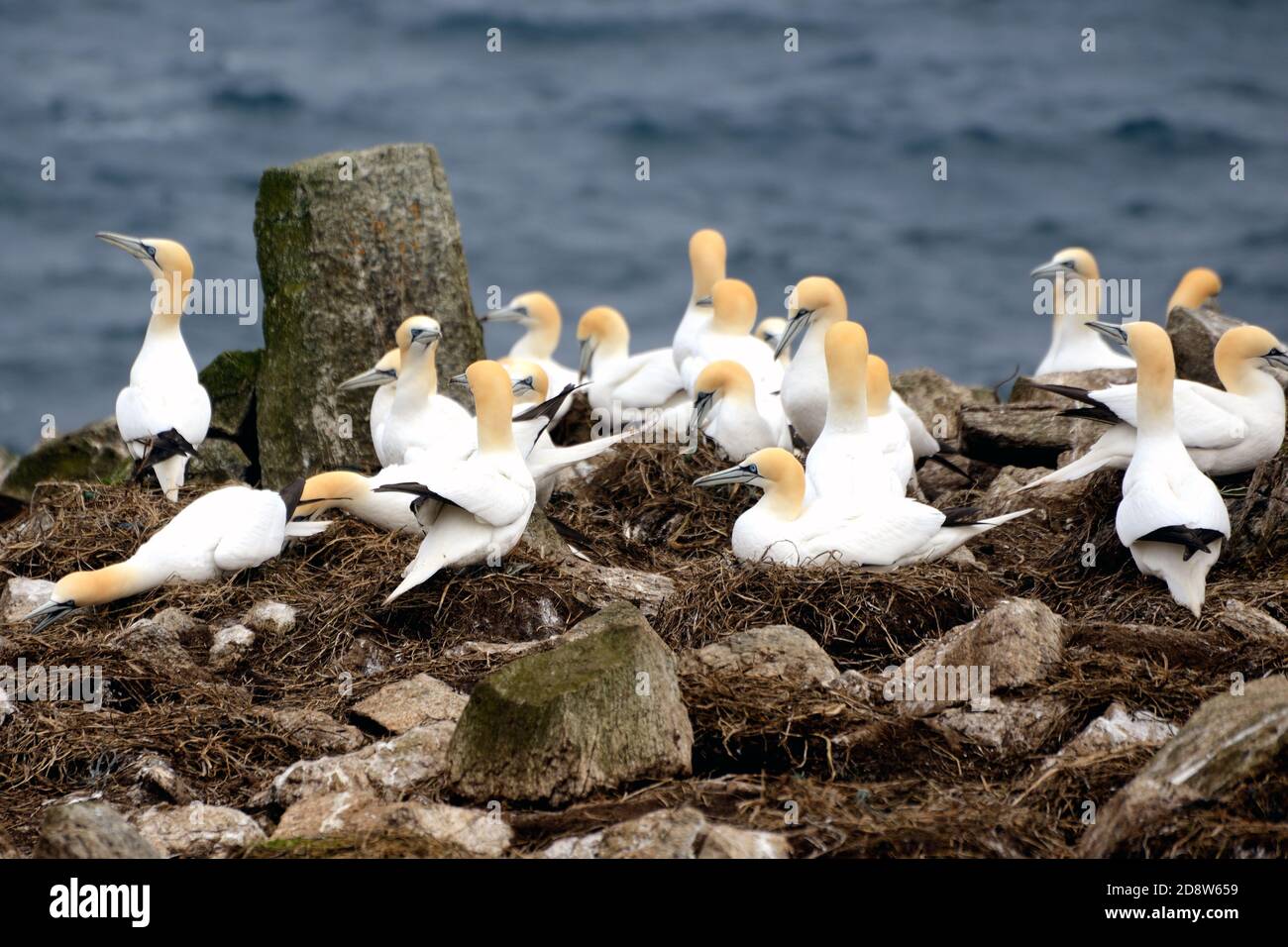 Gannets at Sule Skerry Stock Photo