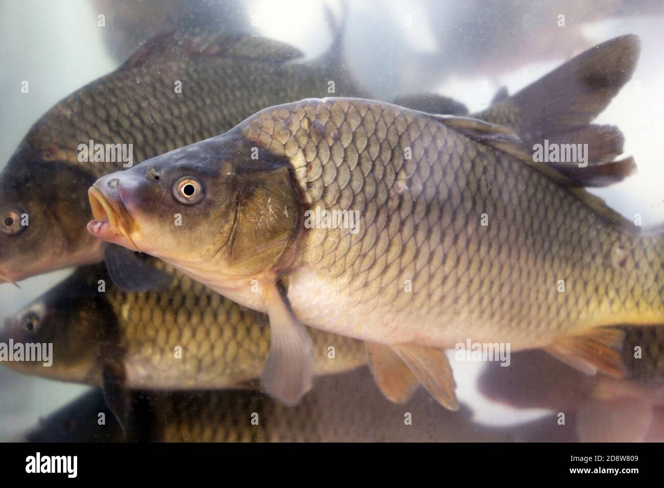 Carps swimming in aquarium water, view through the glass. Fish breeding, freshwater carp (Cyprinus carpio) Stock Photo