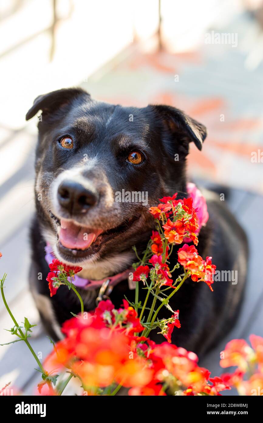 Closeup of mostly black mixed breed dog with clear amber eyes and sweet smile framed with coral flowers looking up at viewer Stock Photo
