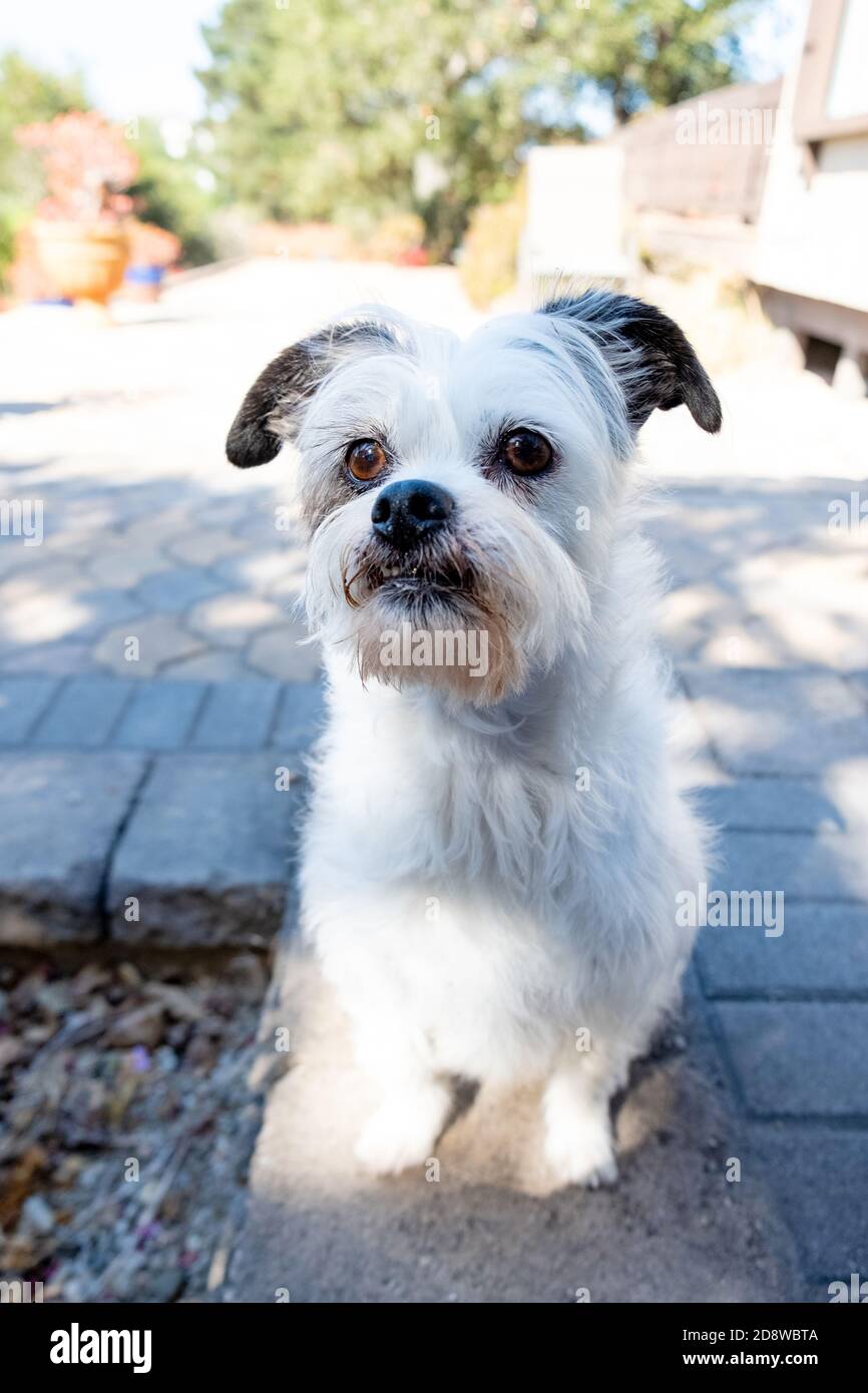 small white terrier dog sitting face forward; white fur, black ears, brown eyes, scruffy, fluffy, garden background, Stock Photo