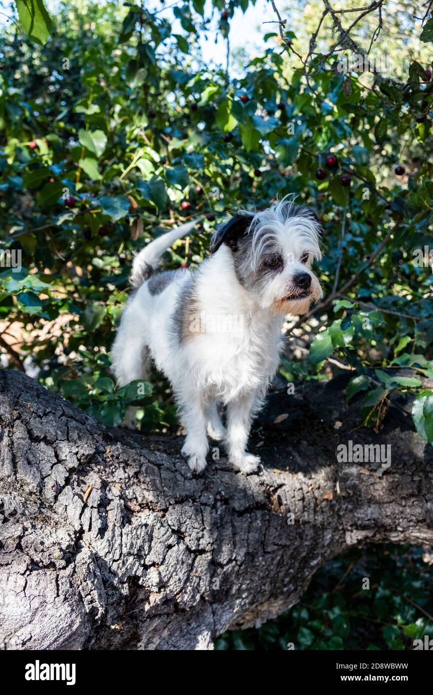 small white terrier dog with grey patches and black ears looking down while perched in an oak tree Stock Photo