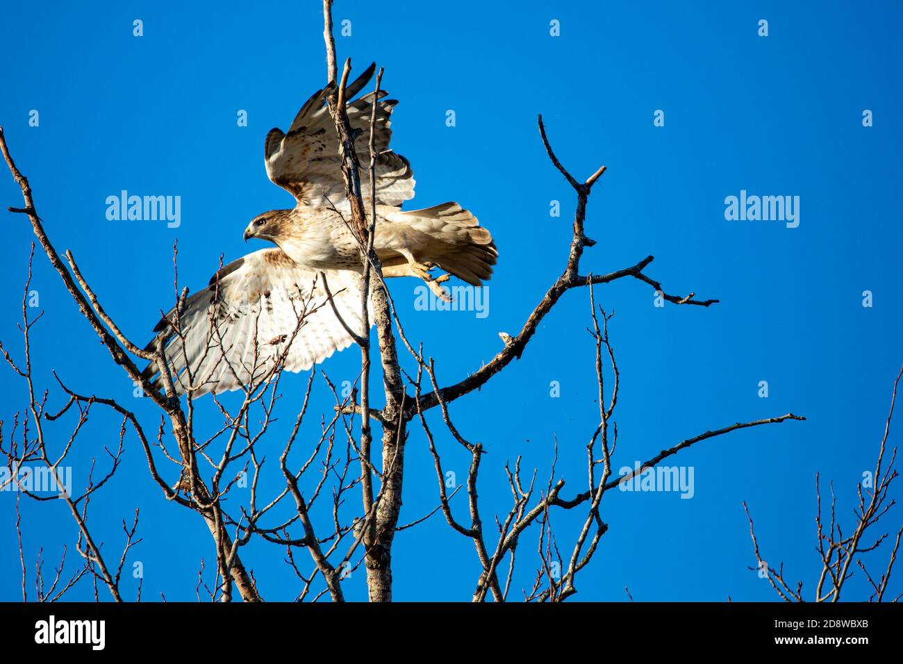 Red-tailed Hawk (Buteo jamaicensis) flying out of a  tree, horizontal Stock Photo