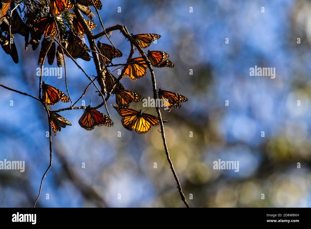 Western Monarch Butterfly (Danaus plexippus plexippus) cluster, breeding season,  30 to 40 feet up in Eucalyptus tree, Pismo Beach, California Stock Photo