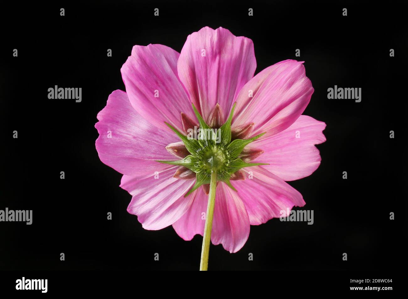 Reverse flower hi-res stock photography and images - Alamy