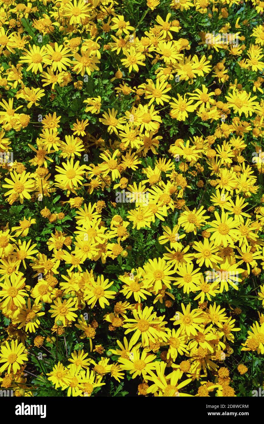 Chrysanthemum indicum hi-res stock photography and images - Alamy