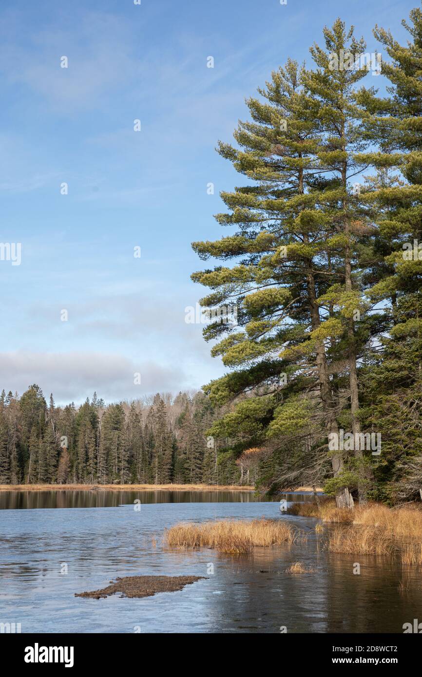 Evergreen trees around small lake in Algonquin Park Ontario Stock Photo