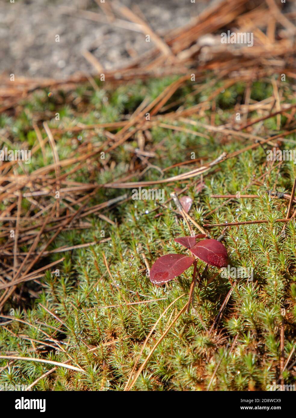 Pine needles and club moss (Lycopodiopsida) up close on rock Stock Photo