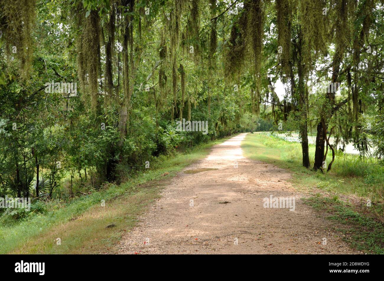 Draped in spanish moss hi-res stock photography and images - Alamy