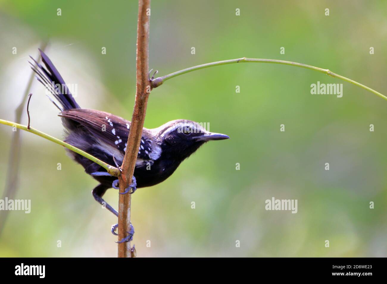 male of the White-fringed Antwren (Formicivora grisea) perched on a branch Stock Photo