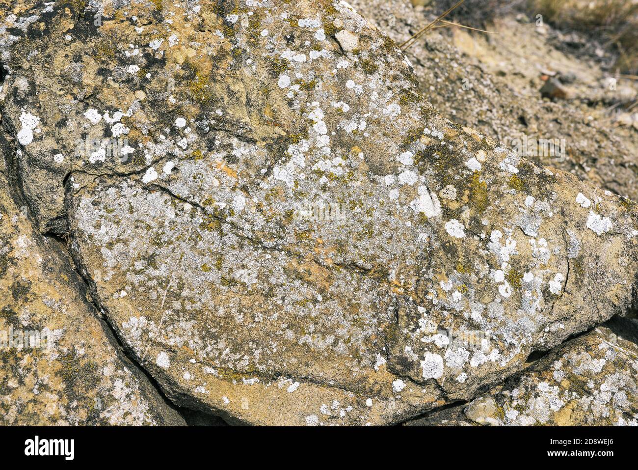 Moss and white lichens on the rocks. Stony background. Colored lichen on a flat rock surface. Stock Photo