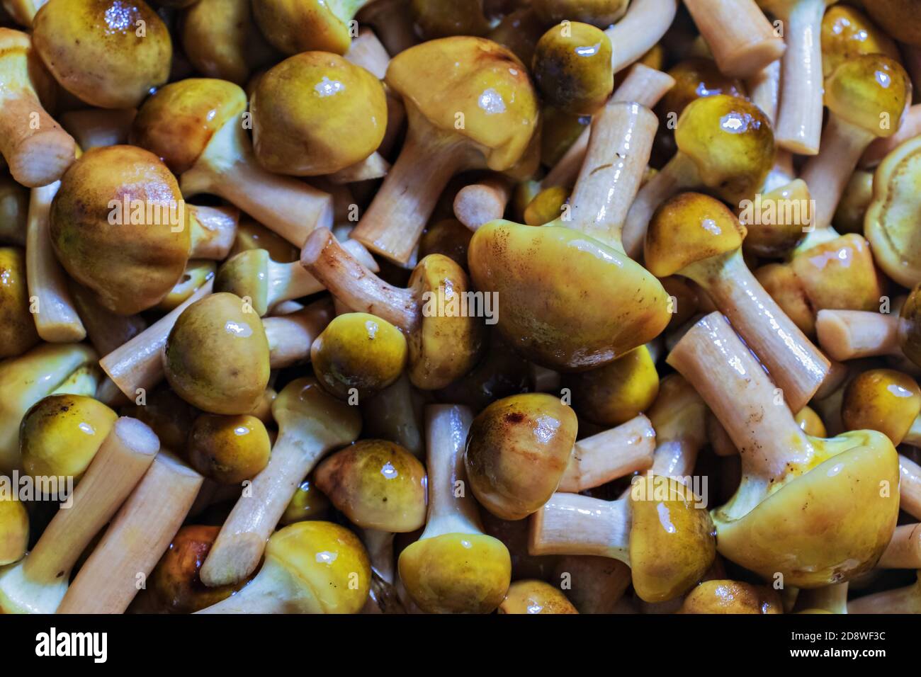 View of a group of honey fungus mushrooms Stock Photo