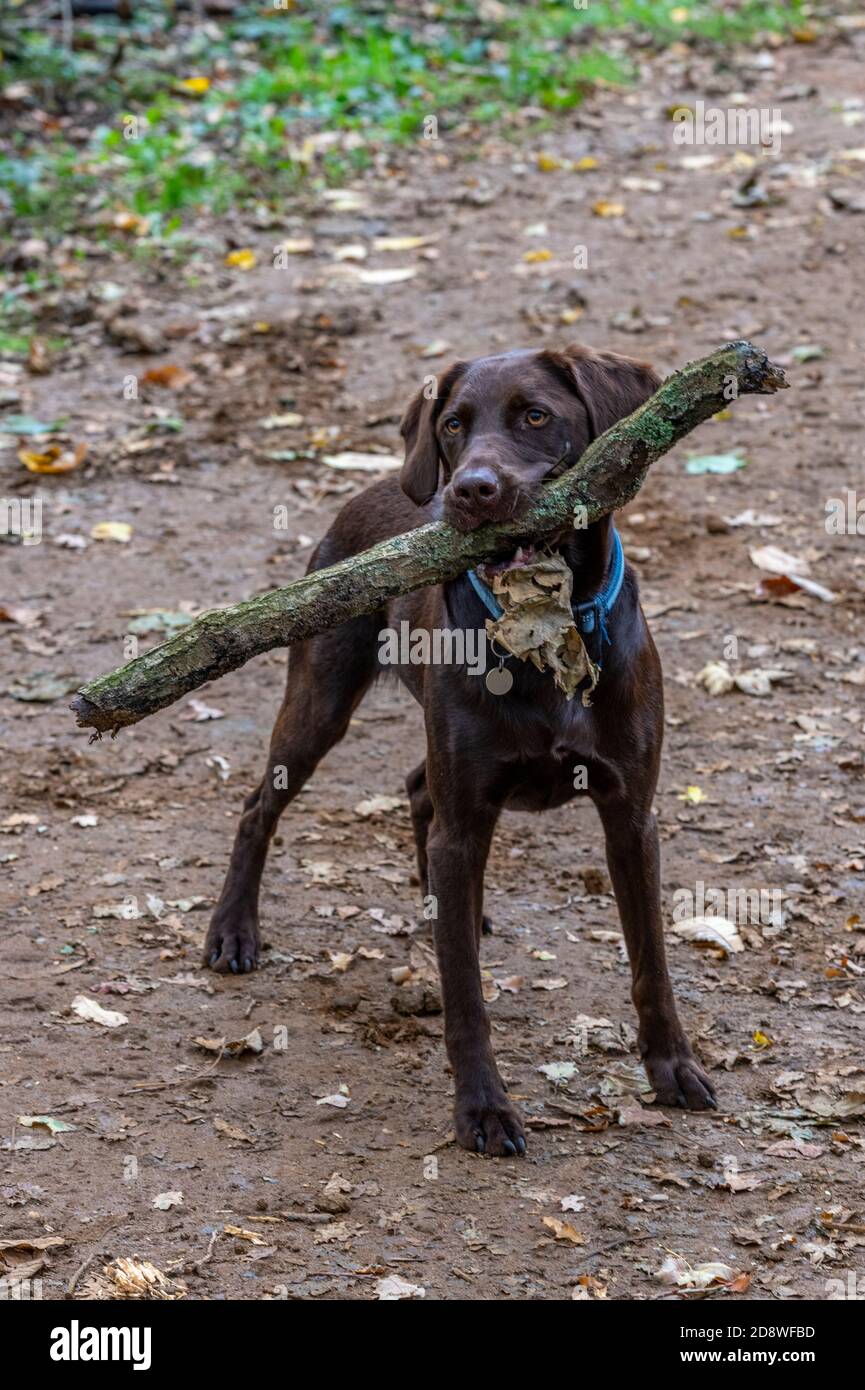 a labradinger or spriingador chocolate labrador or springer spaniel