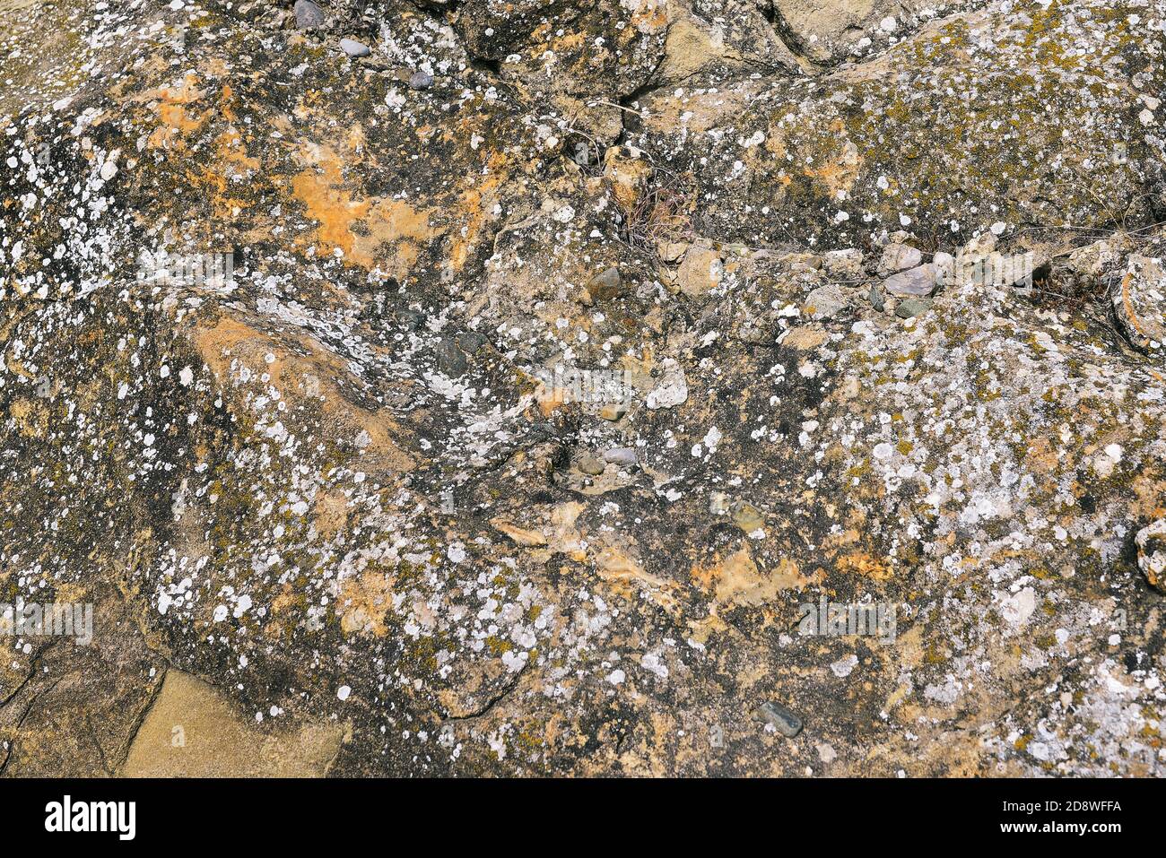 Lichens and moss on the stone. The surface of a gray stone with cracks Stock Photo
