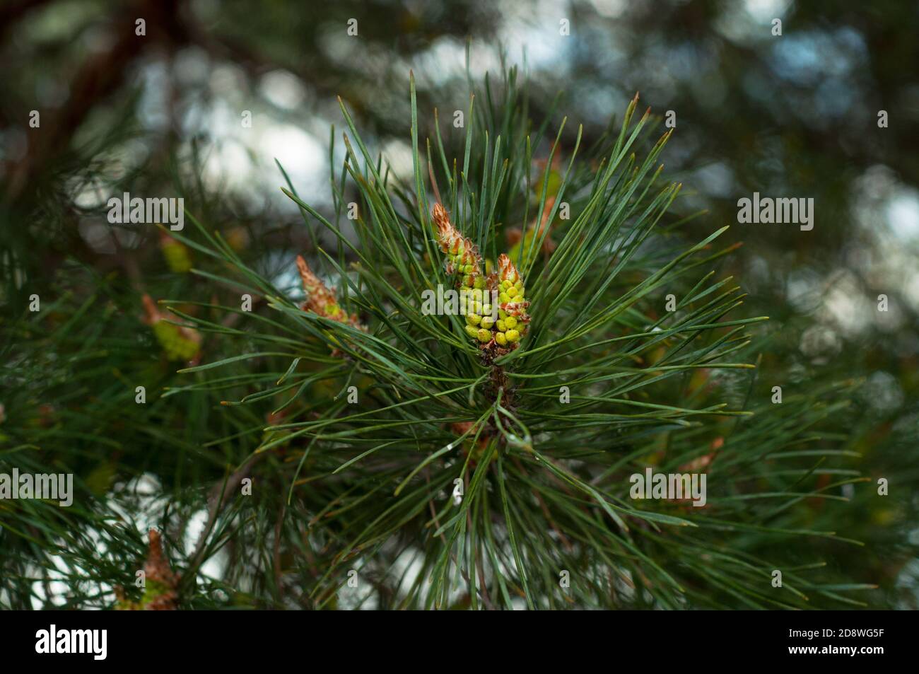 Green pine branches coniferous needles background closeup.Blur Stock Photo