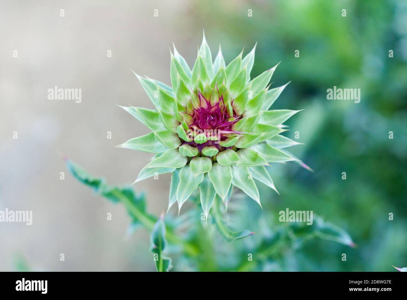 Beautiful spiny milk thistle flower, medicinal plant (Silybum marianum) Stock Photo