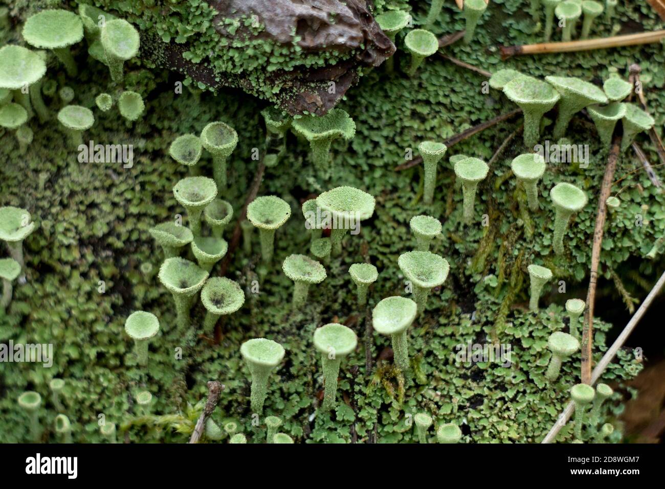 Cladonia Fimbriata or Pixie cup Lichen and moss growing on the forest floor macro selective focus photo. Scandinavian Natural background. Stock Photo